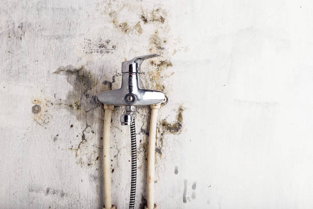 Best Mold Removal Process  in Mount Pulaski, IL