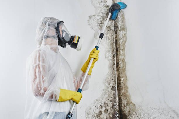 Best Residential Mold Removal  in Mount Pulaski, IL