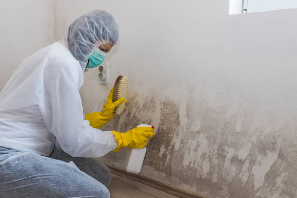 Best Emergency Mold Removal  in Mount Pulaski, IL