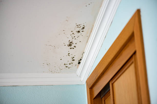 Best Mold Damage Repair  in Mount Pulaski, IL