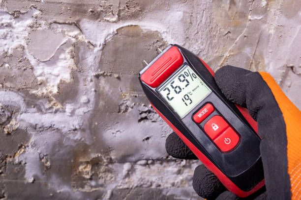 Reliable Mount Pulaski, IL Mold Removal Solutions