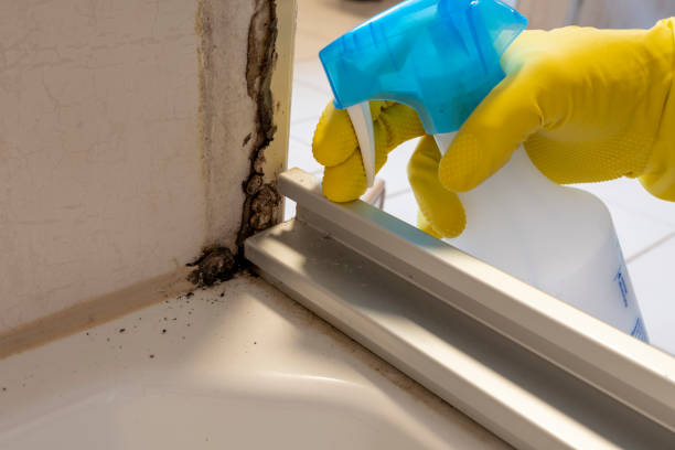 Best Mold Removal Near Me  in Mount Pulaski, IL