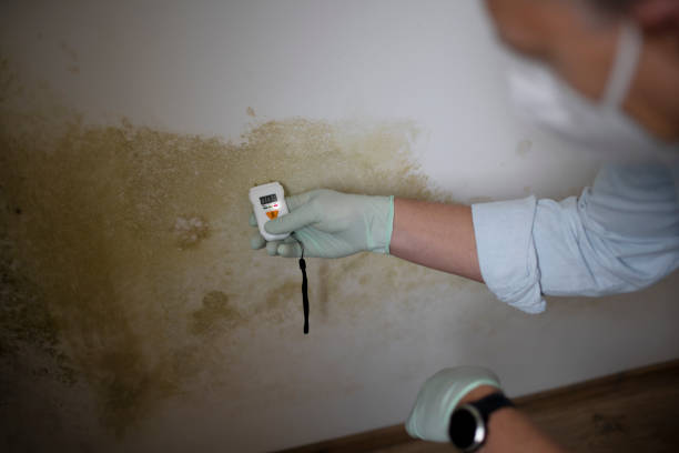 Best Home Mold Removal  in Mount Pulaski, IL