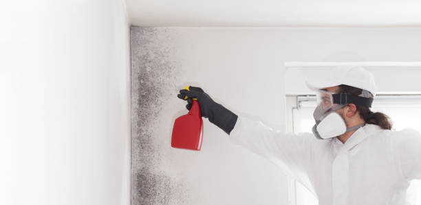 Best Same-Day Mold Removal  in Mount Pulaski, IL