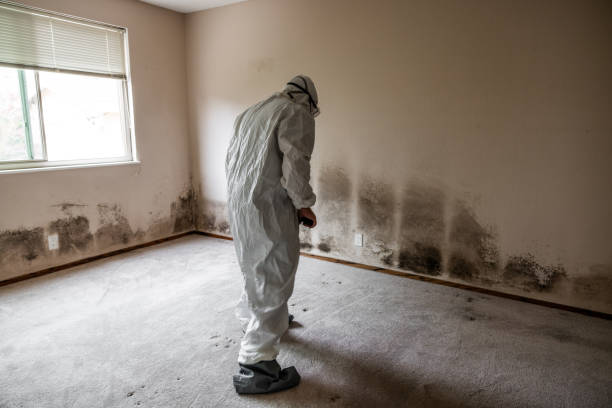 Best Certified Mold Removal  in Mount Pulaski, IL