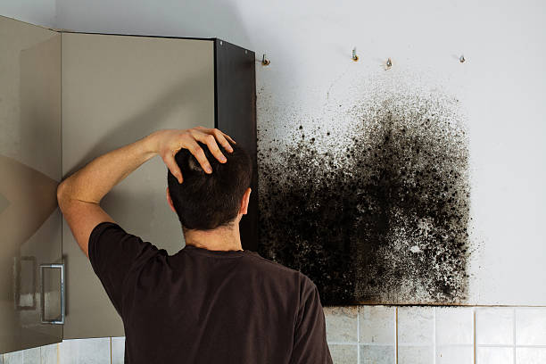 Mold Testing and Removal in Mount Pulaski, IL