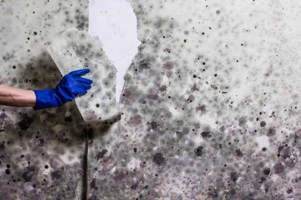 Best Crawl Space Mold Removal  in Mount Pulaski, IL